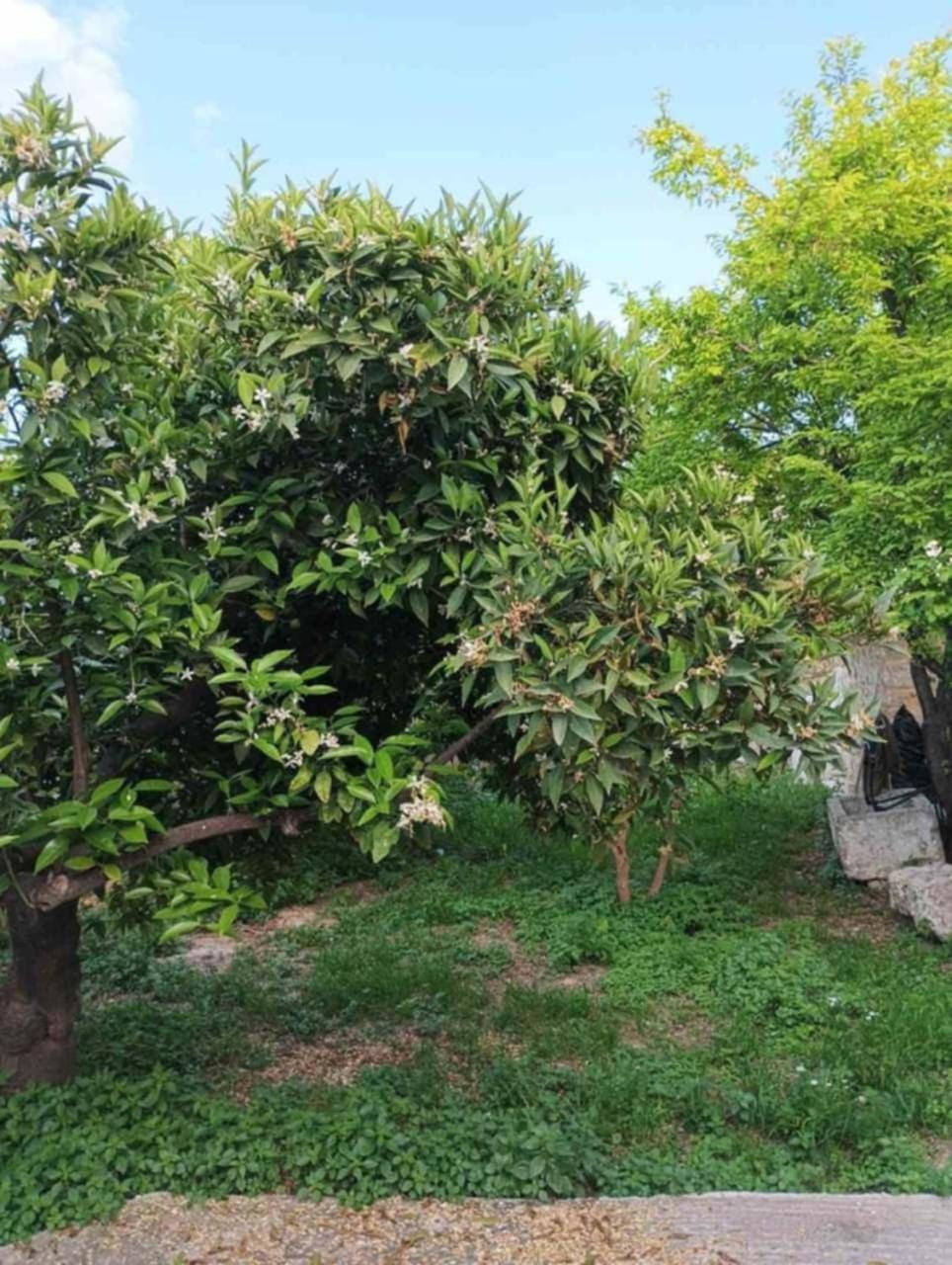 Aνεξάρτητη Παραδοσιακή Πέτρινη Κατοικία Corinth Exterior photo